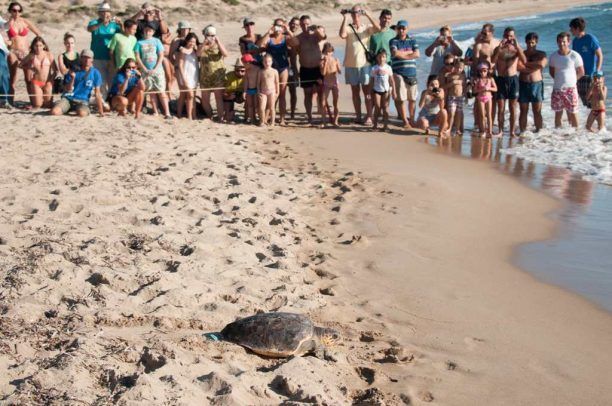 Αφού περιέθαλψαν την τραυματισμένη caretta - caretta την απελευθέρωσαν στην Πύλο